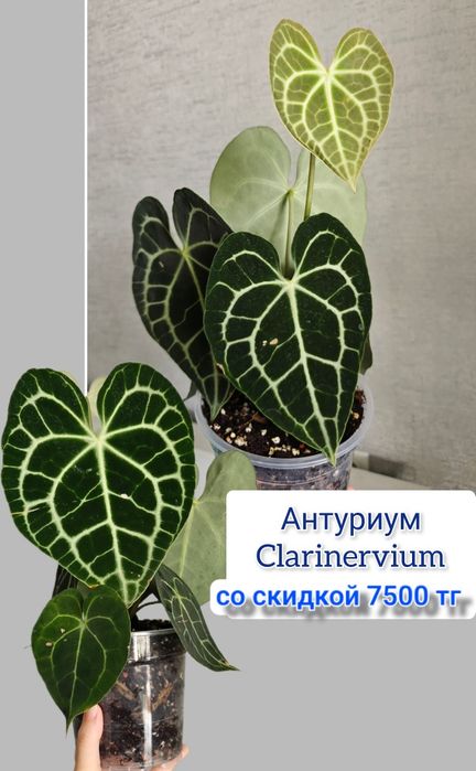 Дисхидия комнатные цветы