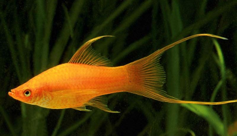 Продам  меченосцев