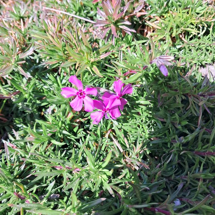 Градински флокс, стайни кактуси