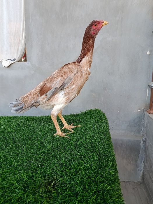 Dakan makyon sotiladi