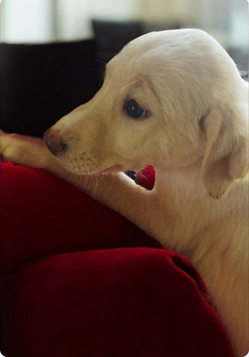 ПОДАРЯВАМ СПЕШНО ТЪРСЯТ ДОМ – 5 малки бебета пазачи.