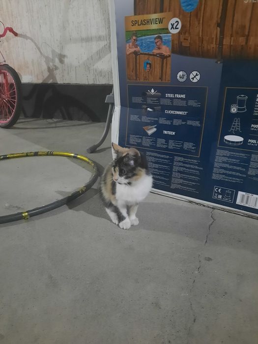 Отдам котенка в хорошие руки