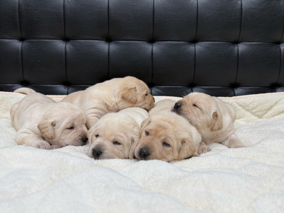 Чистокръвни Лабрадор Ретривар: