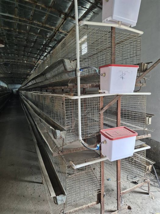 Tovuq setka sotiladi 3.500 ta siğadi Quqon shaxarda