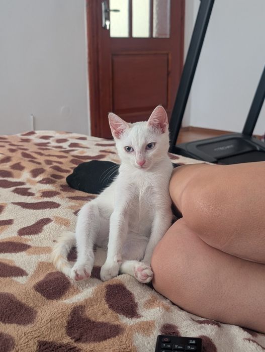 Pisoi pentru adopție
