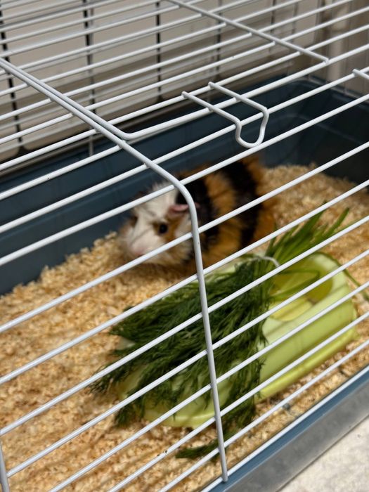 Морская свинка Малчик красавчик