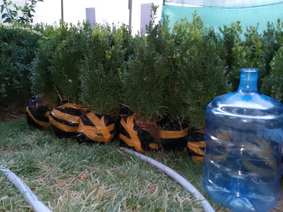 Шамшод 35000 сум