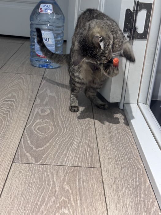 Котенок девочка 8 месяцев