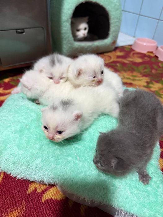 Продается Кошка с котятами