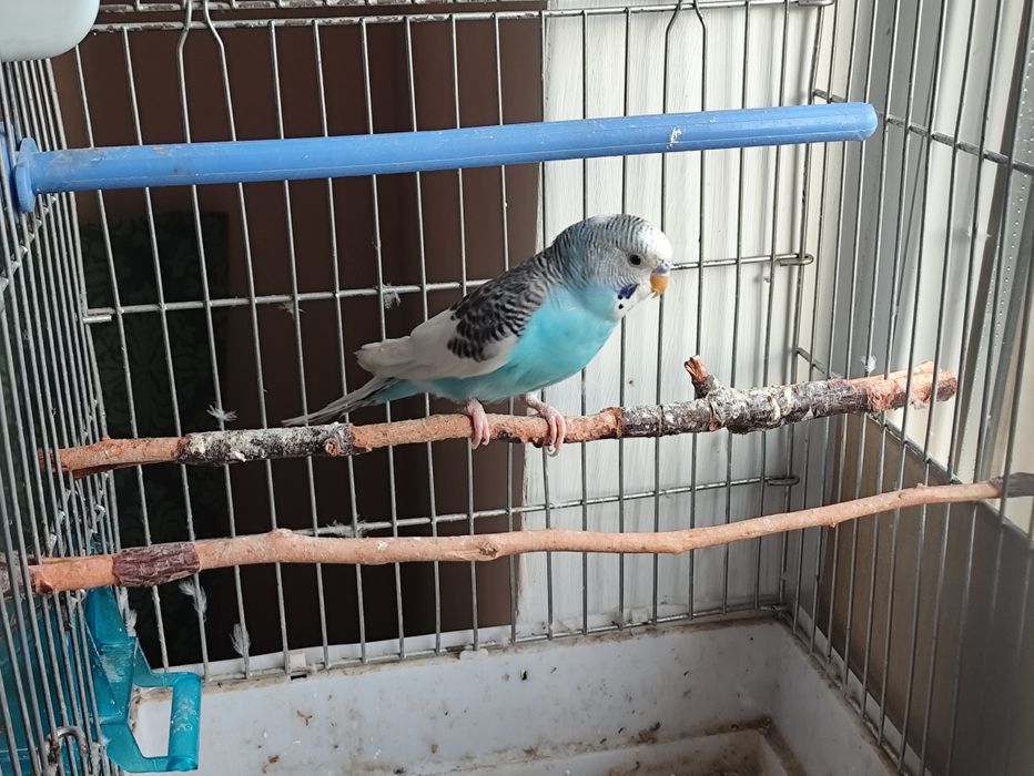 Попугай волнистый мальчик