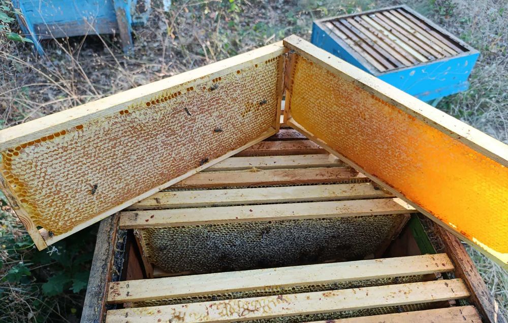 Продавам пчелен мед от кориандър