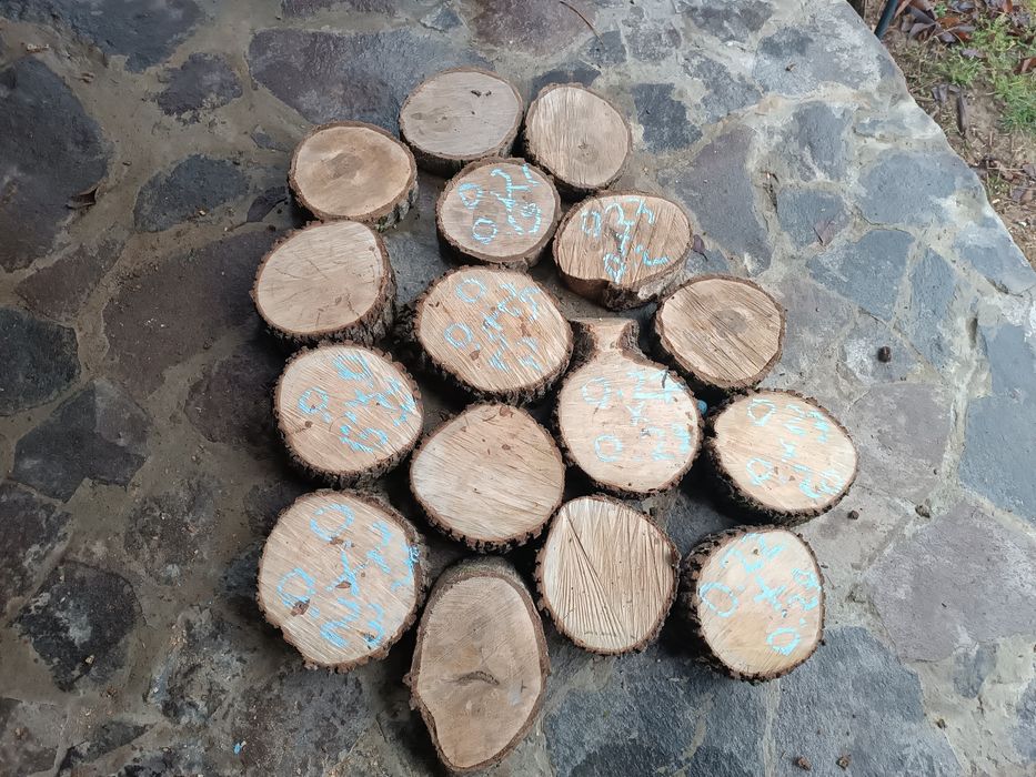 Rondele/ blaturi lemn nuc/pâr