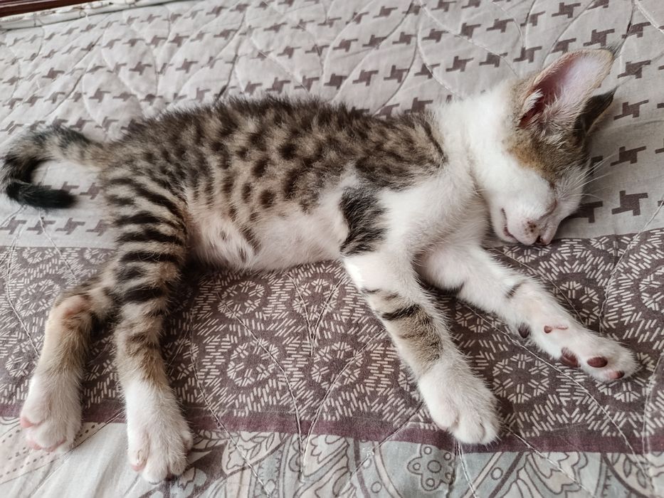 Котенок в добрые руки