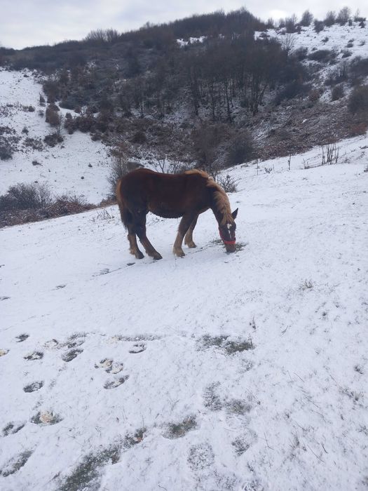 Vand mânz de 8 luni.