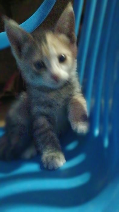 Котята  в добрые руки