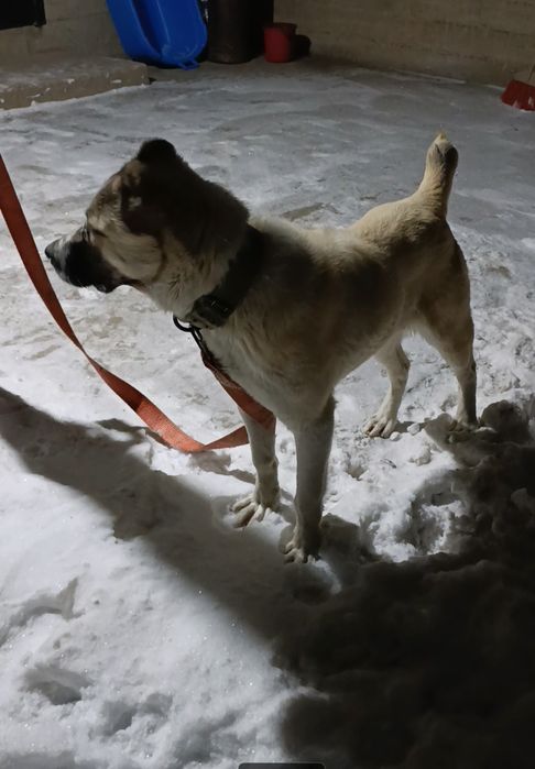 Сатылады бойцовский