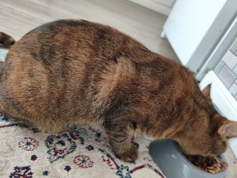 Нашёл кошку в подъезде