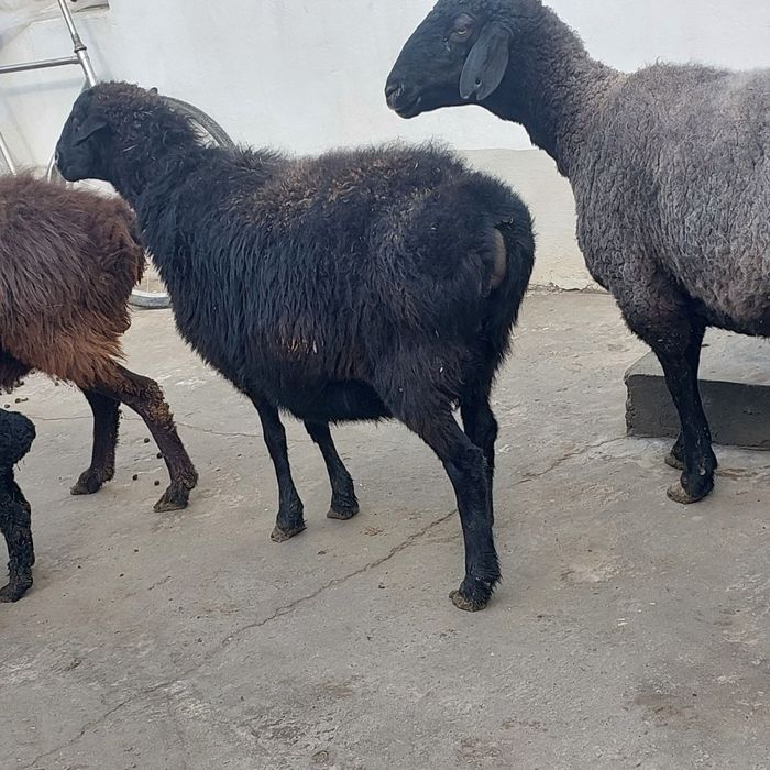 Бугоз куйлар сотилади т