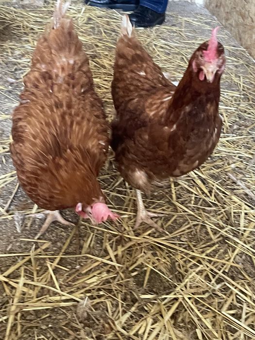 Gaini rosii ouatoare Isa Brown , Probota !