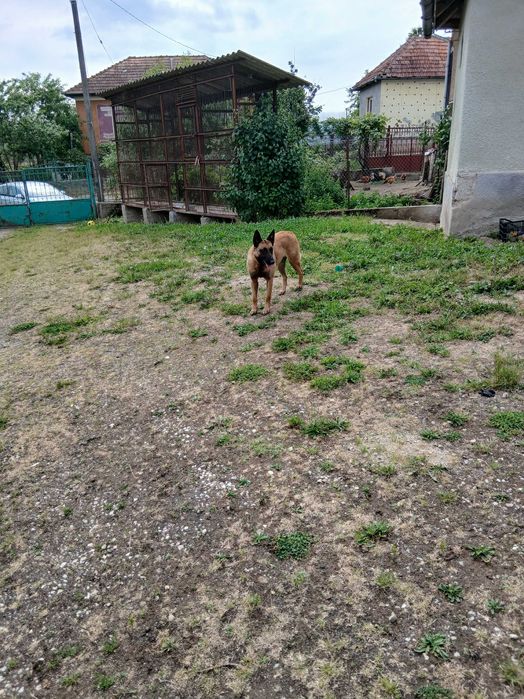 Donez catea malinois sterilizata