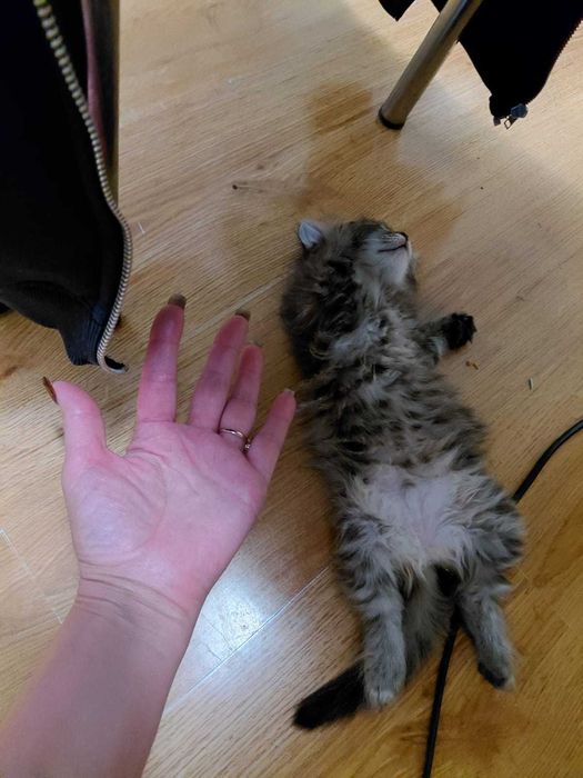 Отдам котят в хорошие руки