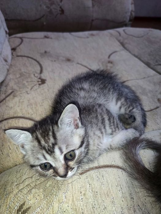 Котята шотландские