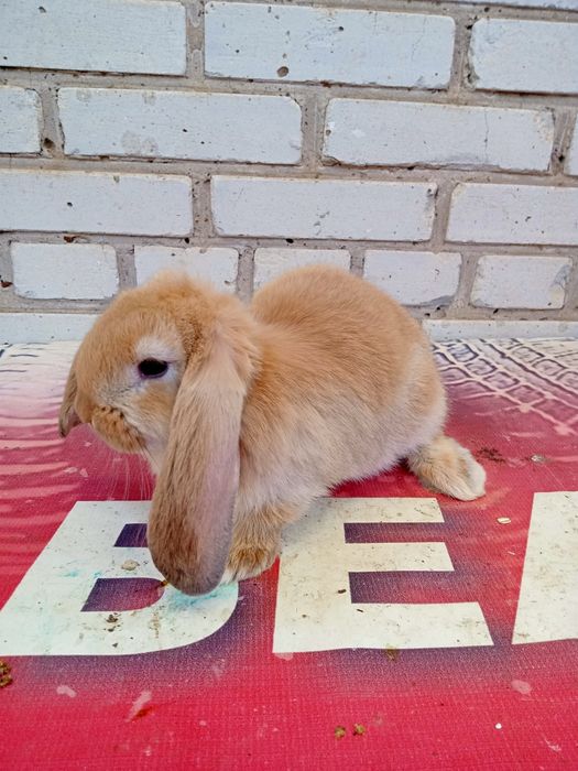 Продаются крольчата