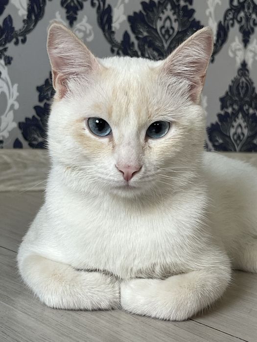 Кот мальчик ищет дом