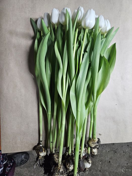 Цветы из собственной теплицы на 14 Февраля