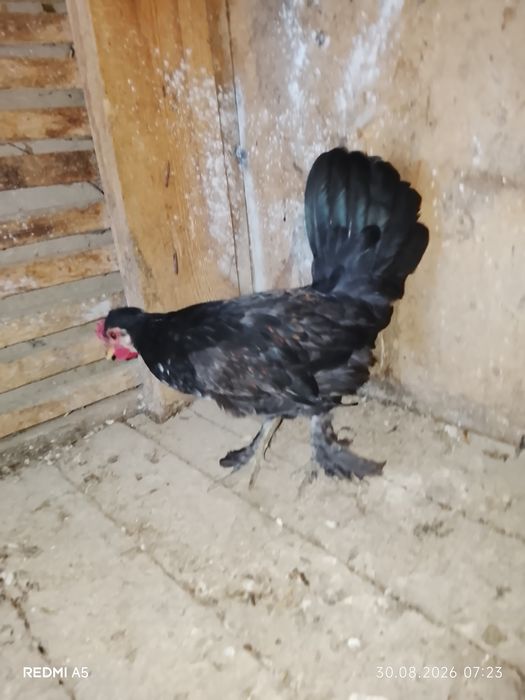 Продам алтайских бентамок