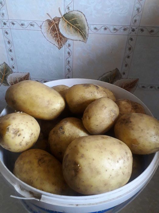Картофель дачный с доставкой