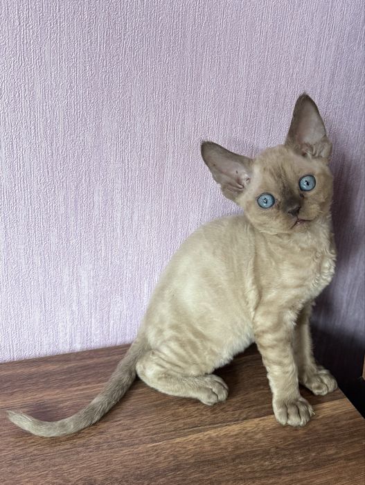 Котята девон рекс