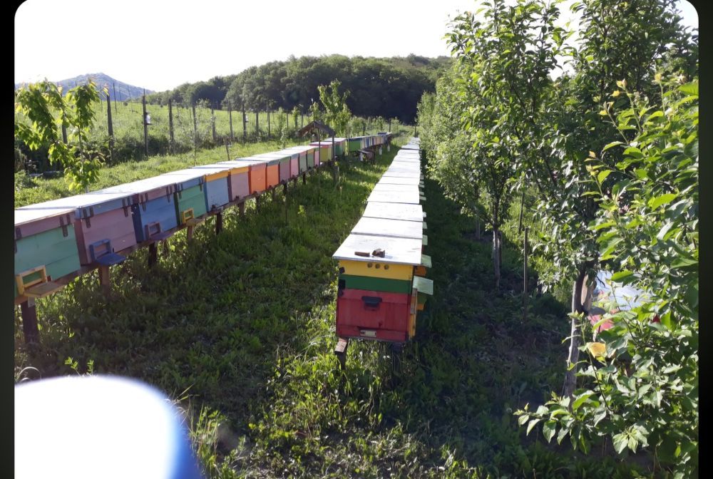 Miere polifloră 2025