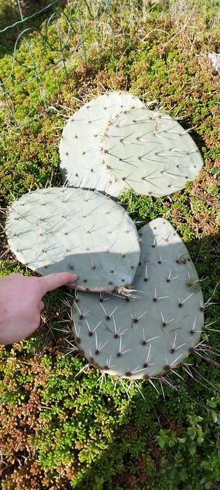 Студоустойчиви кактуси опунция