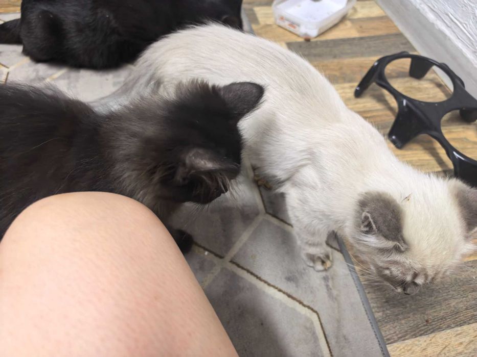 Отдам в добрые руки котят