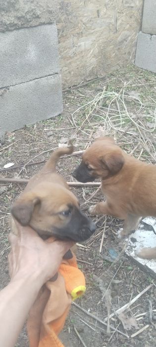 Щенки бельгийской овчарки