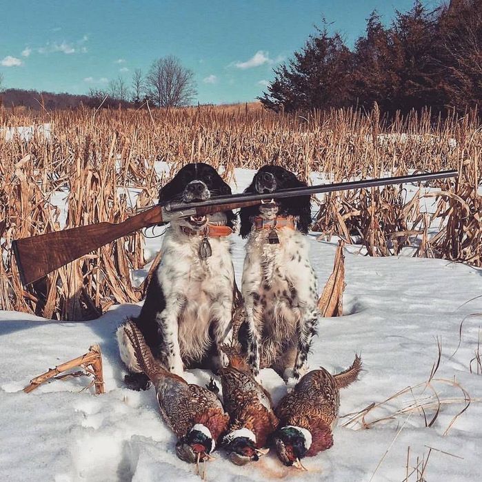 Вязка Русский спаниель кобель