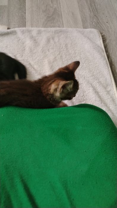 Котятки в добрые руки