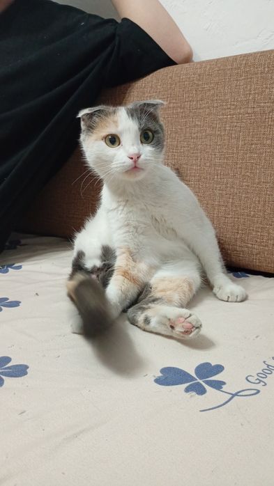 Отдам вислоухую шотландскую кошечку