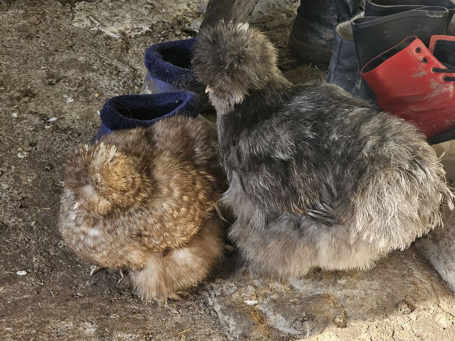 Moțată olandeză,Brahma,Mătase japoneză