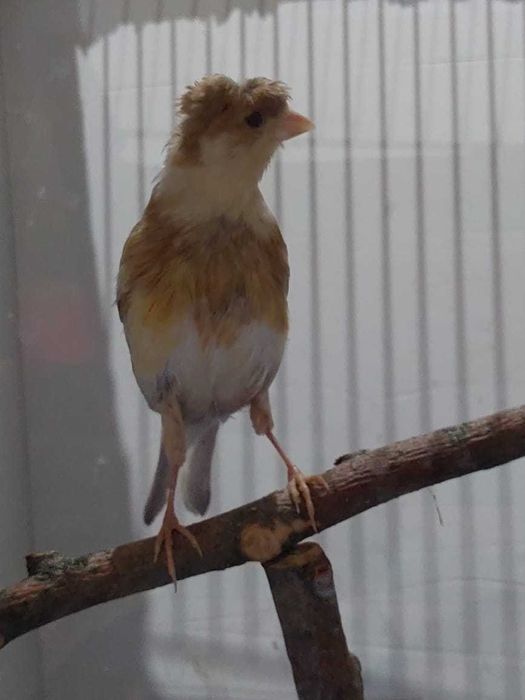 кенор певчий-лучший подарок