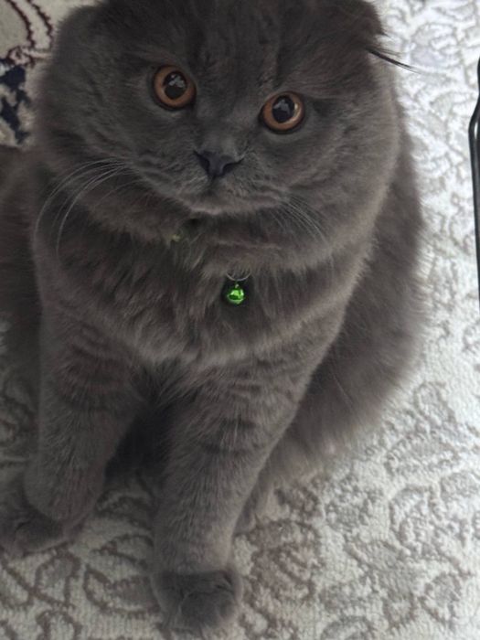 Скотиш фолд манчикин кошка