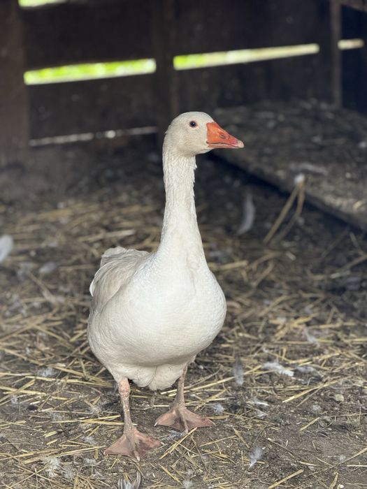 Vand boboci de gasca