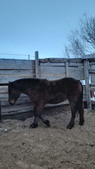 Продам жерепчиков.