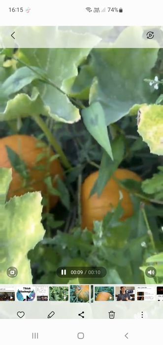 Prospețime din grădină – dovleci doar 2 lei/kg! 
Perfecți pentru