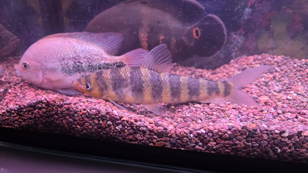 Продам аквариумных рыб