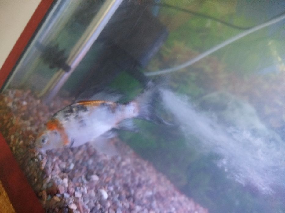 Коя рыбы акварум