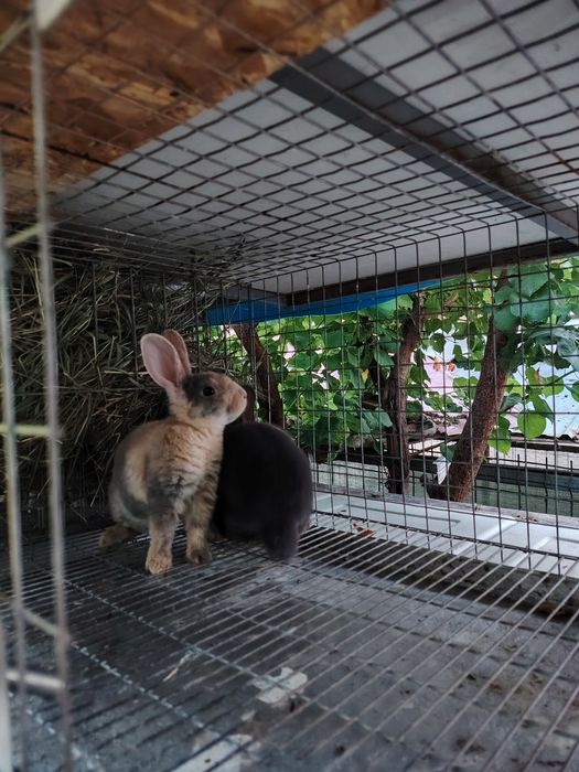 Iepurași pitici de companie Rex pitic Rex japonez pitic iasi