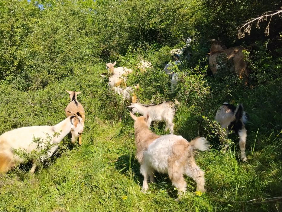Văd capre bune de lapte