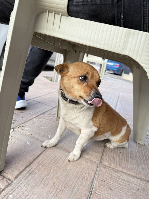 Джак Ръсел.